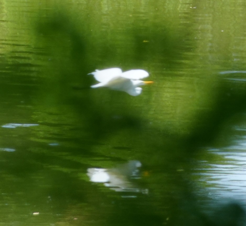 Great Egret - ML621874287