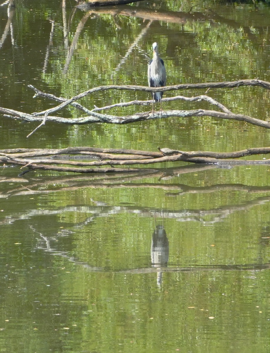 Great Blue Heron - ML621874290