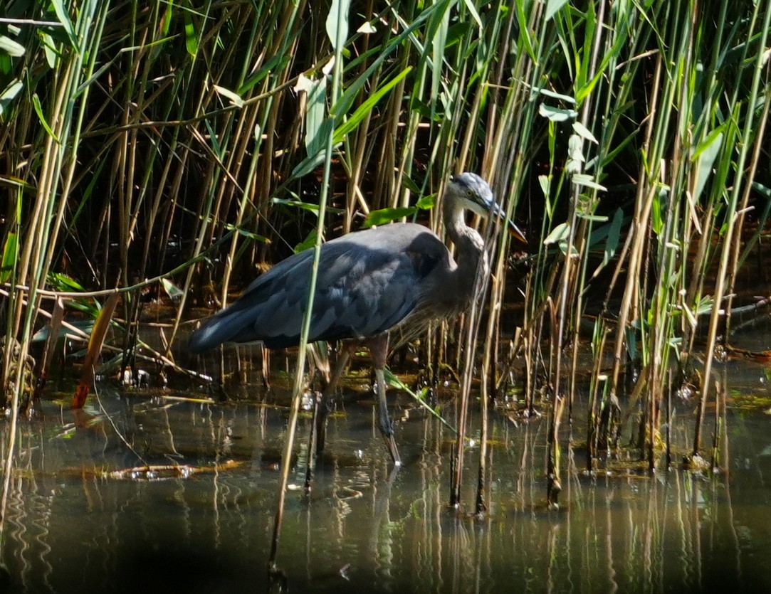 Garza Azulada - ML621874291