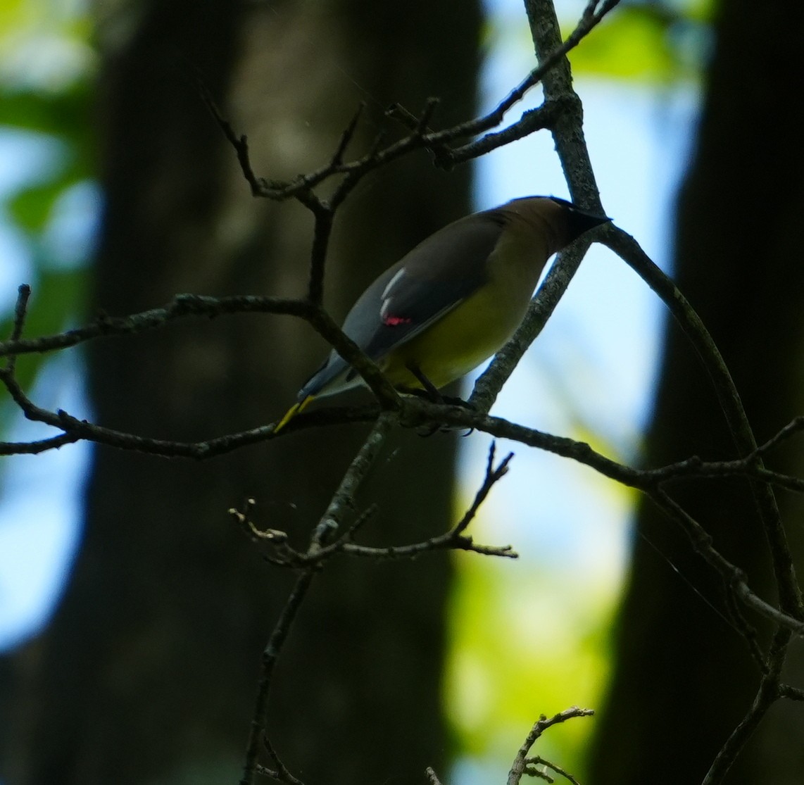 Cedar Waxwing - ML621874304