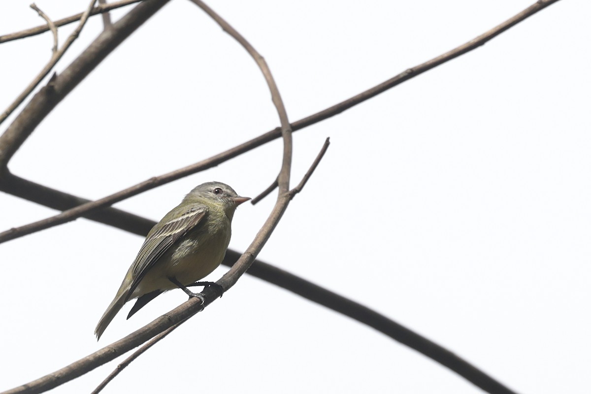 Rough-legged Tyrannulet - ML621874316