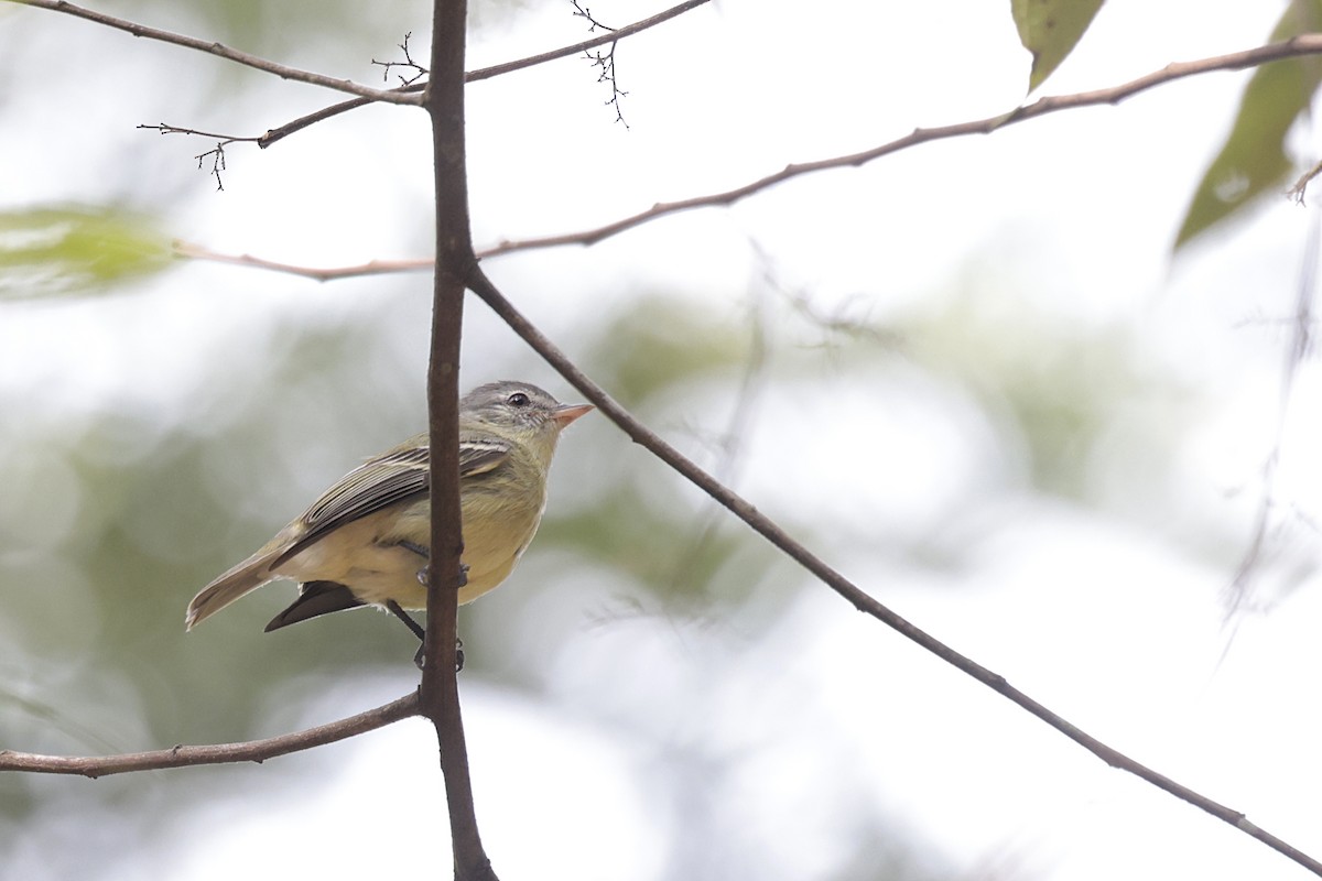 Rough-legged Tyrannulet - ML621874317