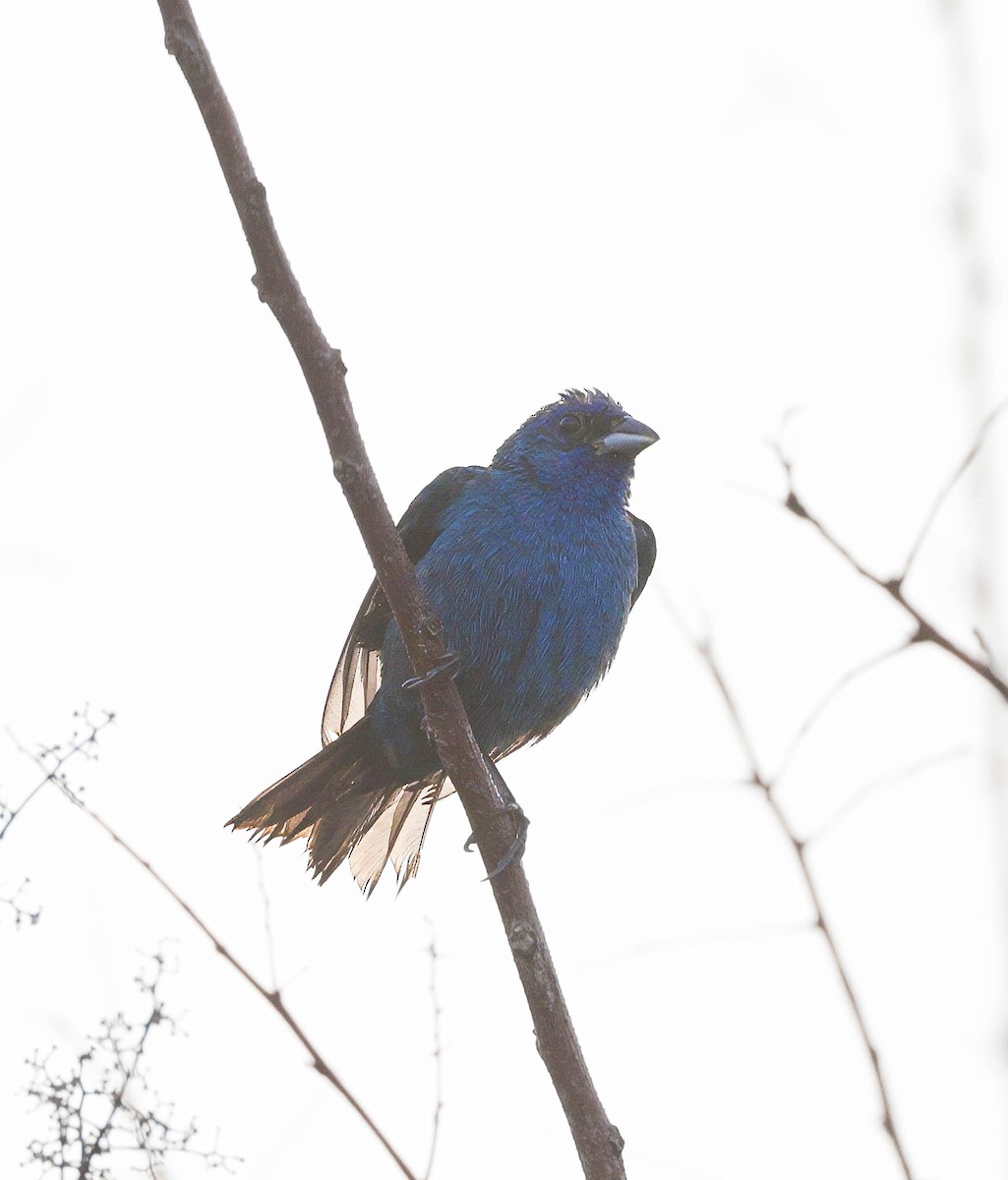 Indigo Bunting - ML621874414