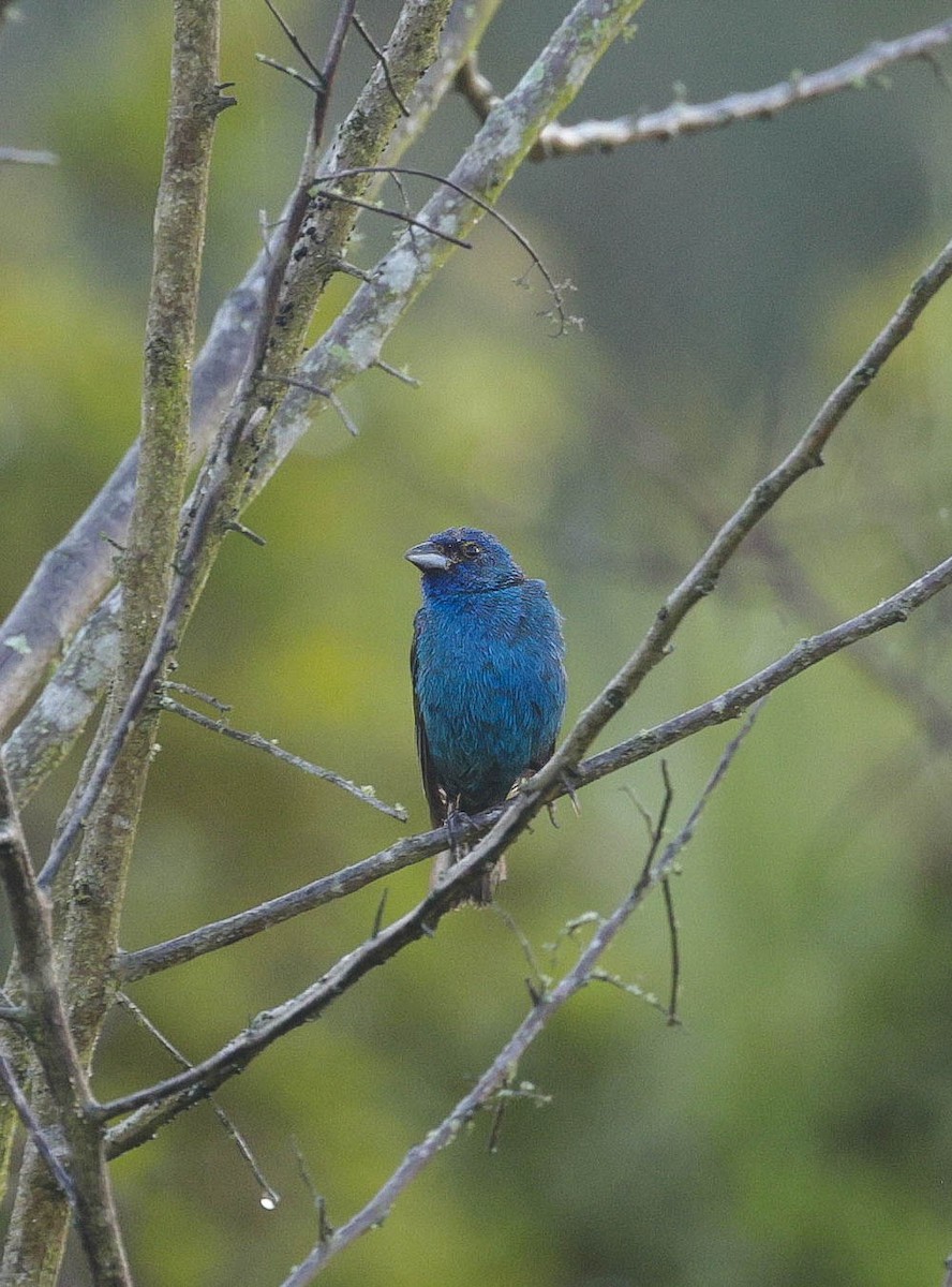 Indigo Bunting - ML621874416