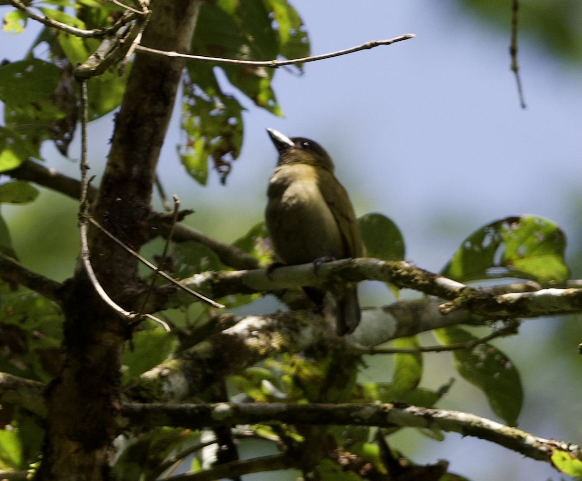 Green Barbet - ML621874478