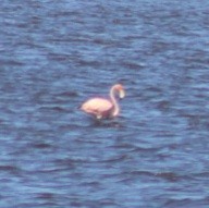 American Flamingo - ML621874489