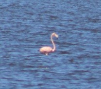 American Flamingo - ML621874490