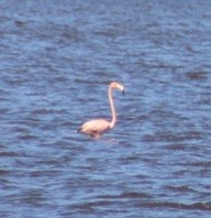American Flamingo - ML621874491
