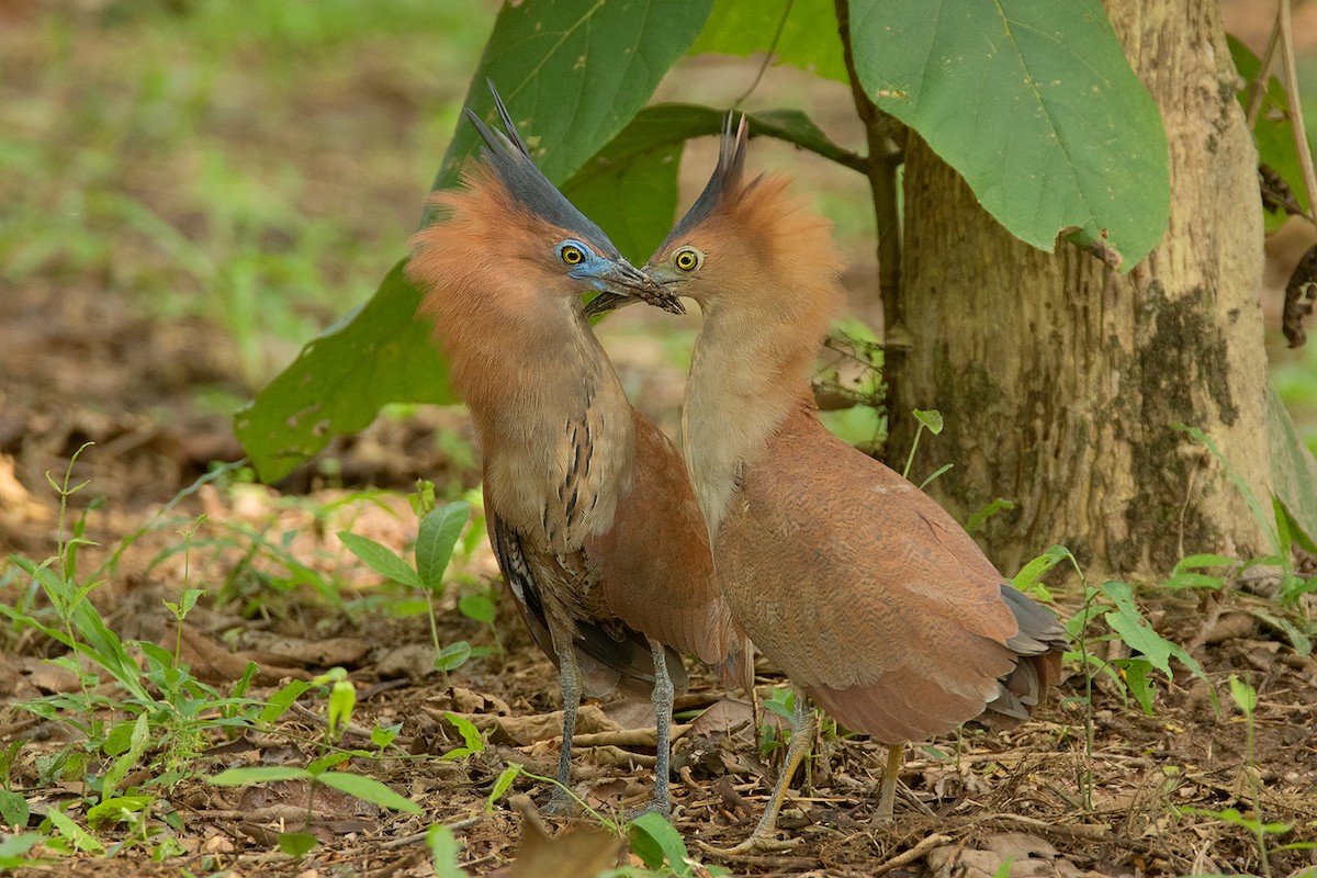 Malayan Night Heron - Ayuwat Jearwattanakanok