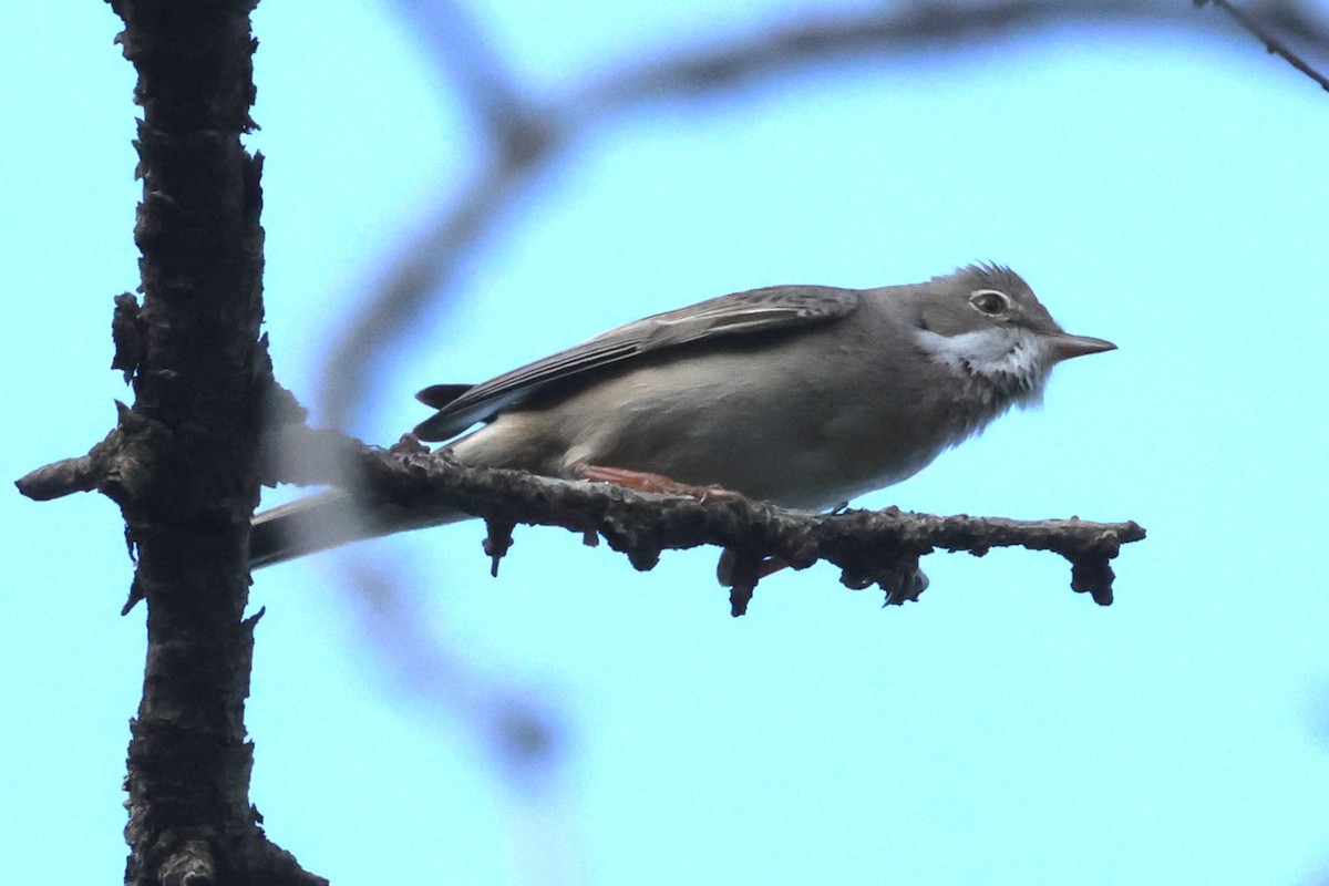 Greater Whitethroat - ML621874529