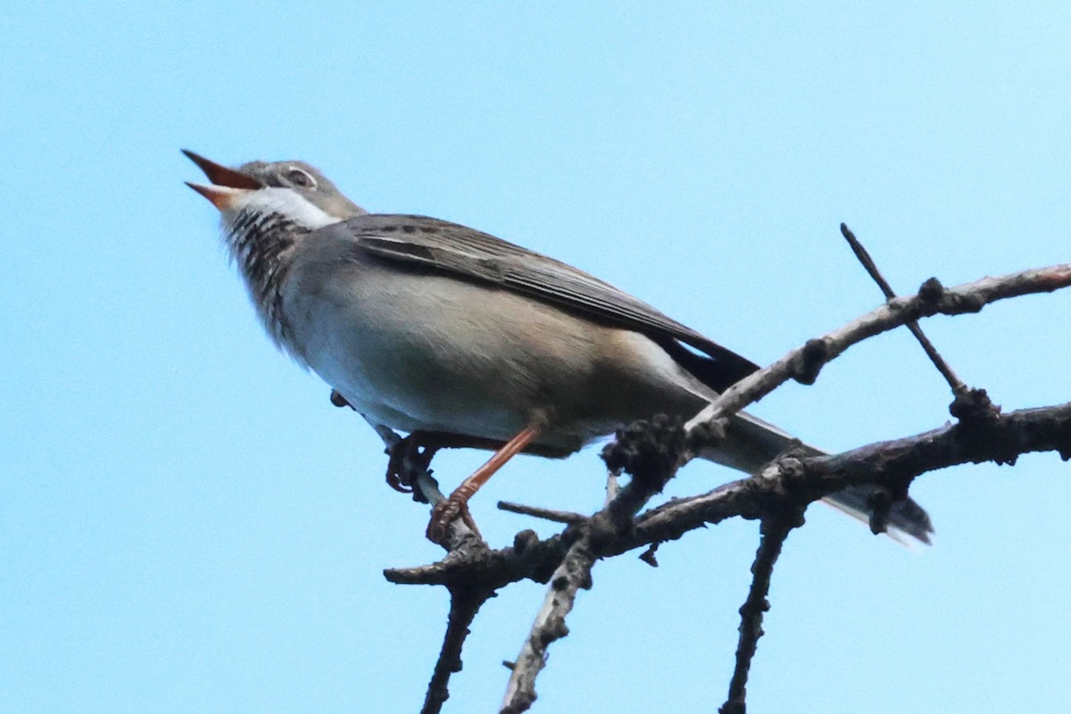 Greater Whitethroat - ML621874530