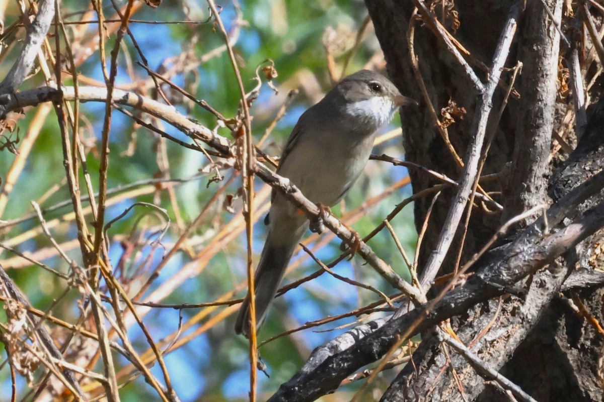 Greater Whitethroat - ML621874566