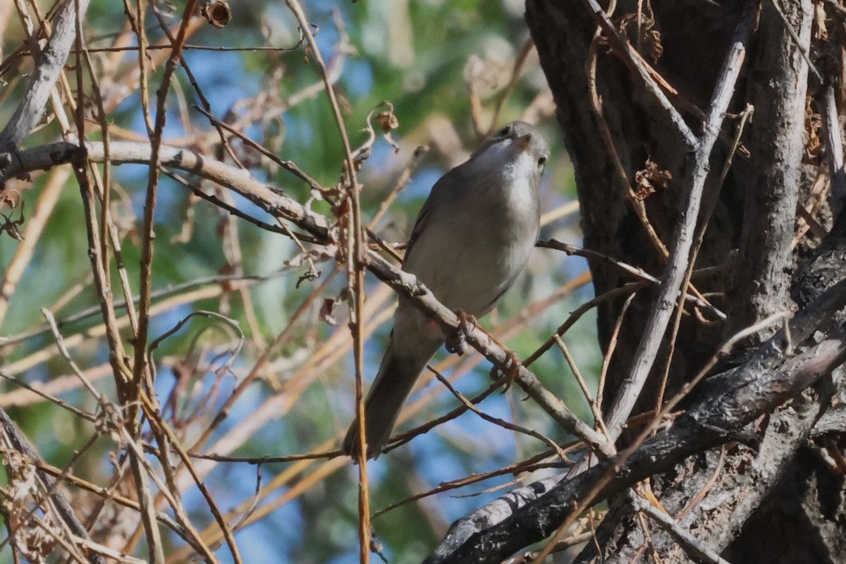 Greater Whitethroat - ML621874567