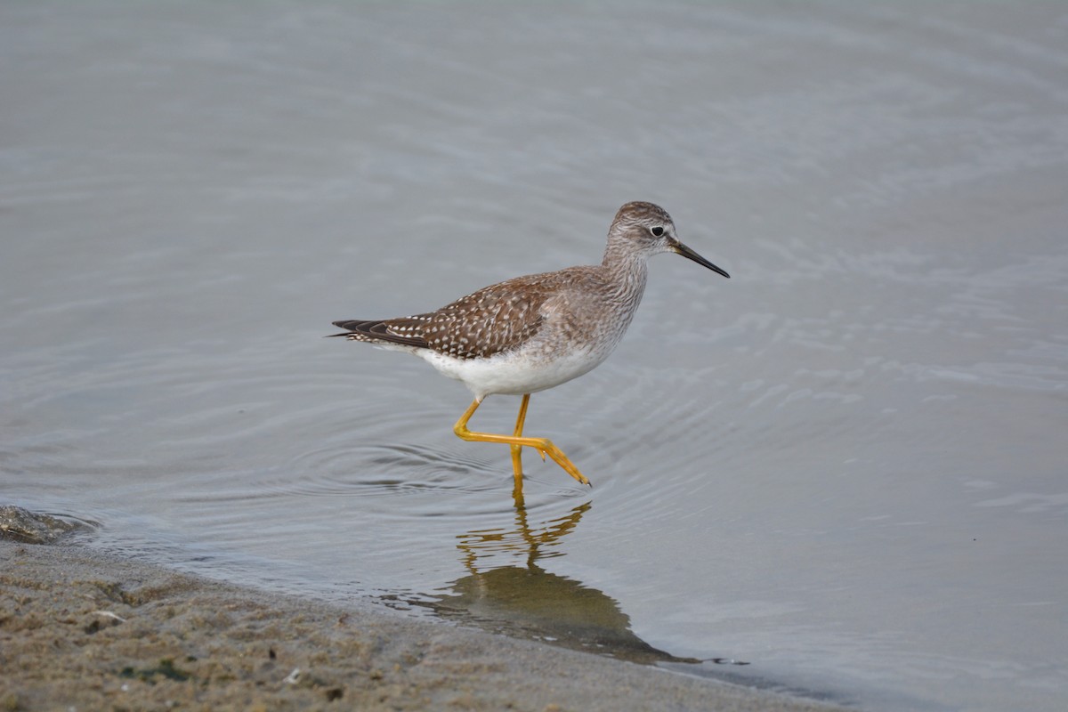 Greater Yellowlegs - ML621874568