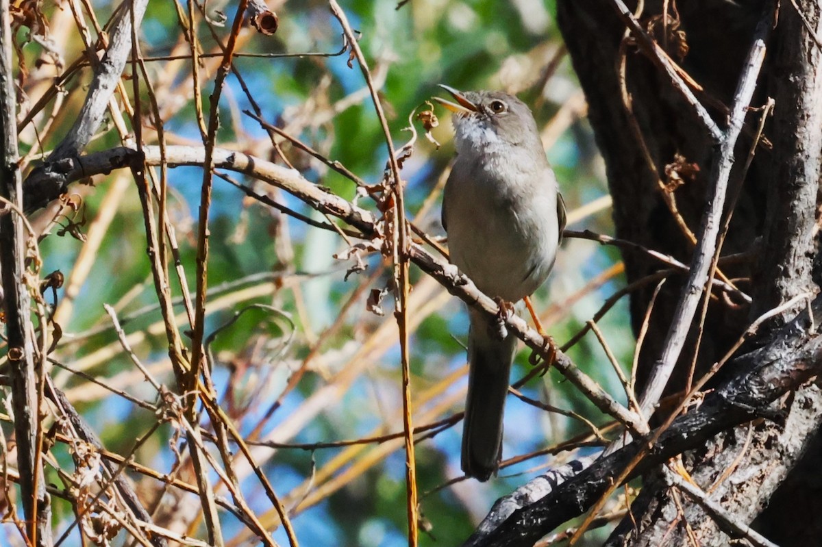 Greater Whitethroat - ML621874598