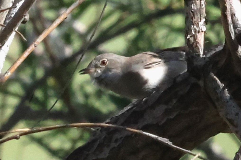 Greater Whitethroat - ML621874599