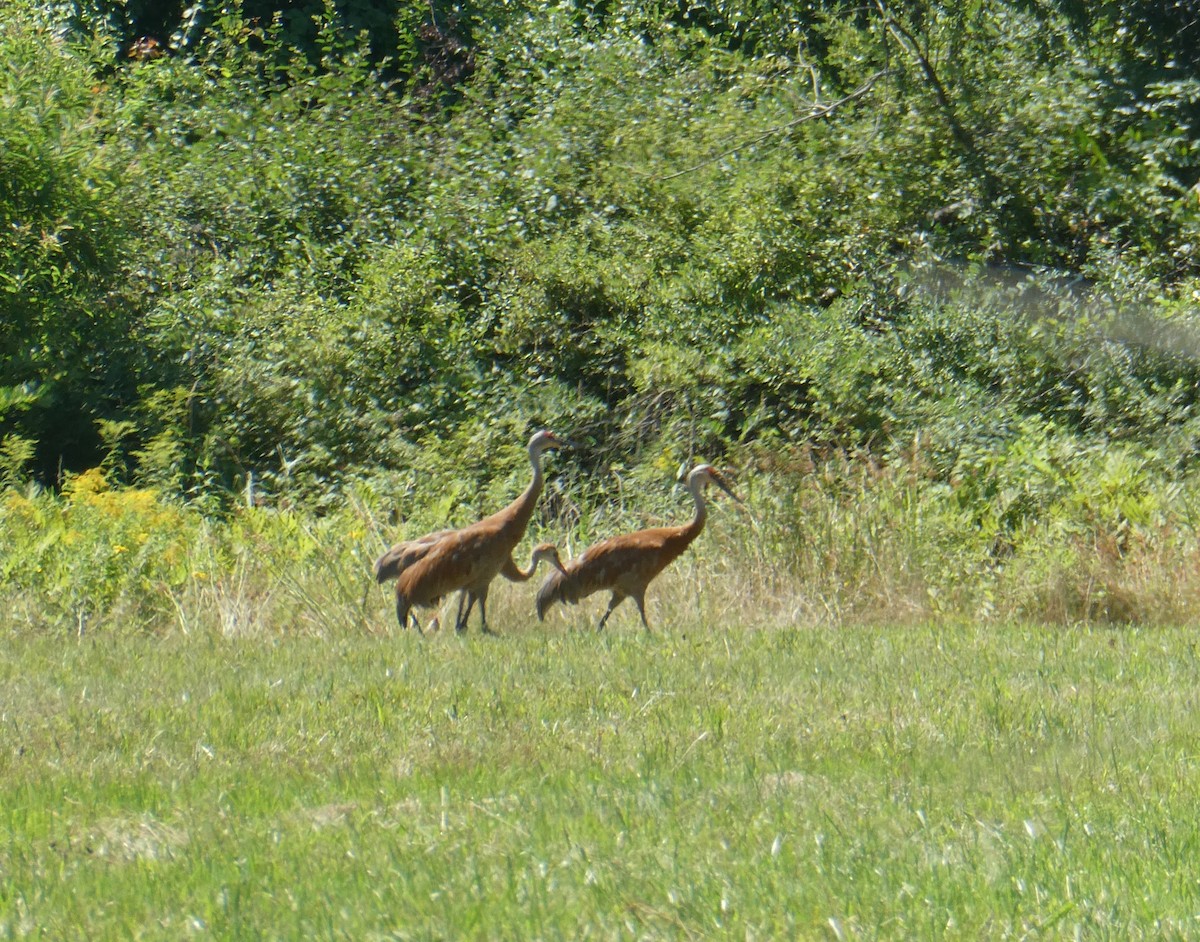 Sandhill Crane - ML621874615