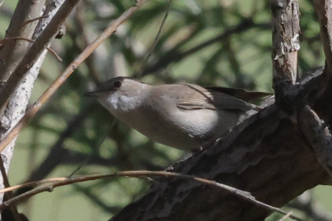 Greater Whitethroat - Mei-Luan Wang