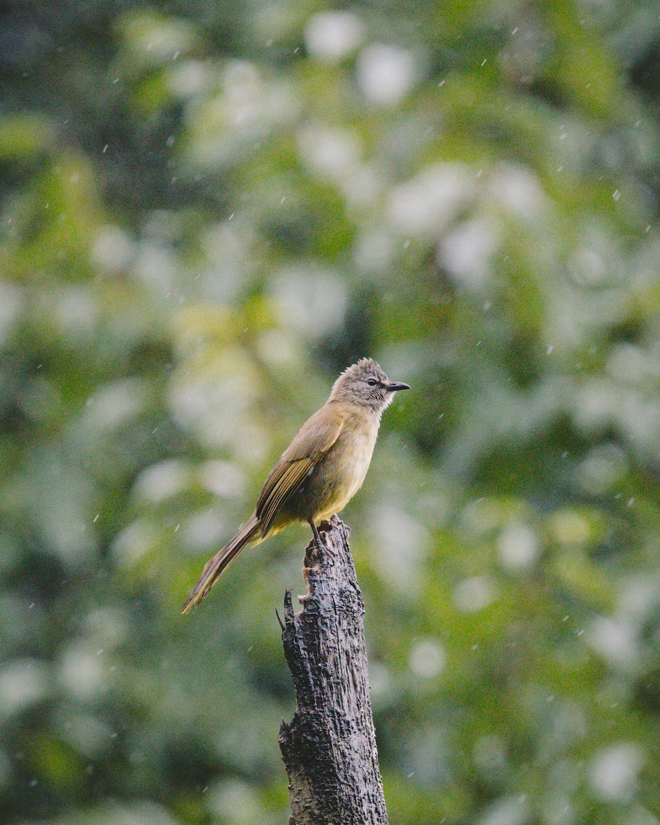 Flavescent Bulbul - Andrew Real