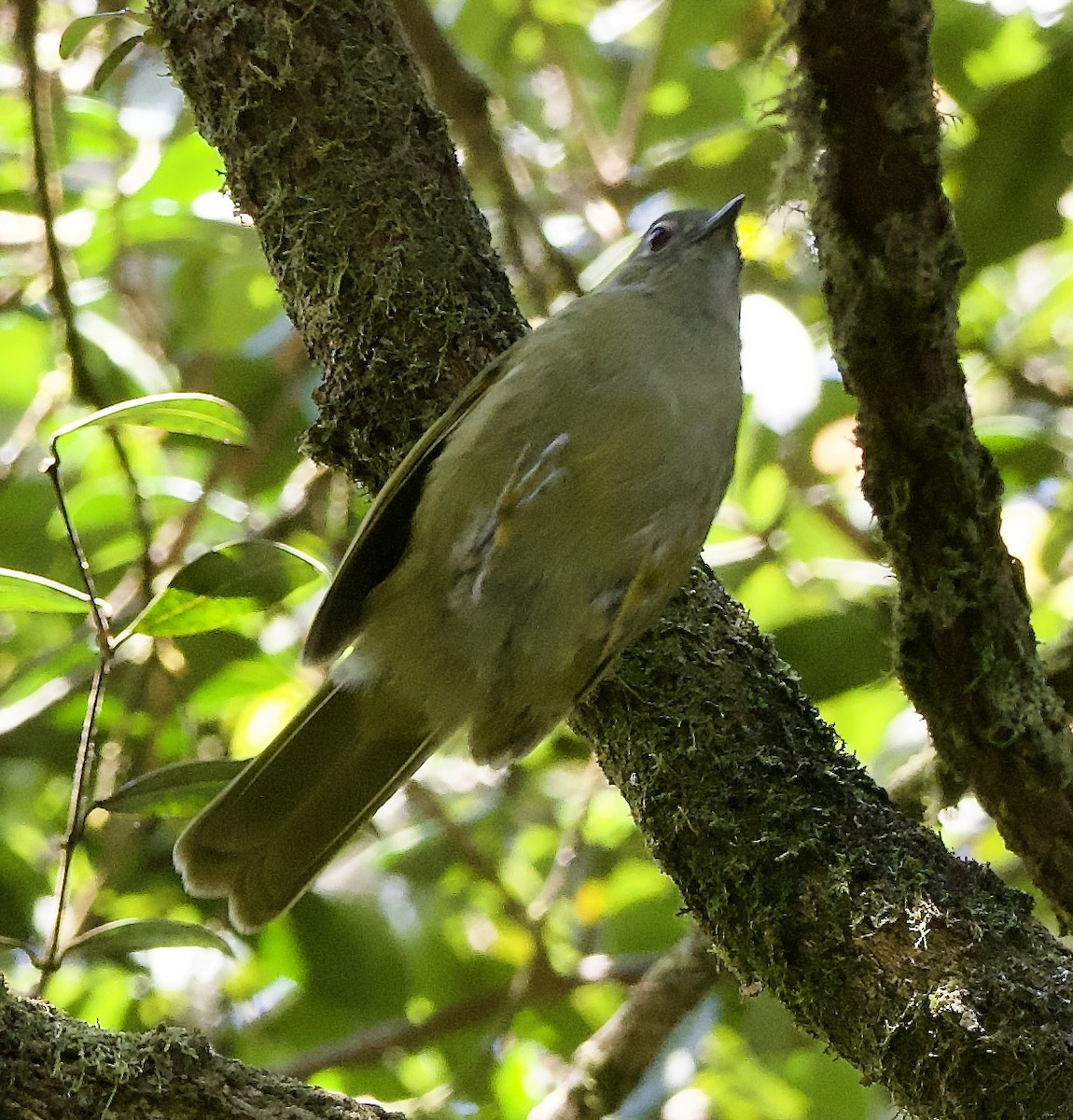 Shelley's Greenbul - ML621874641