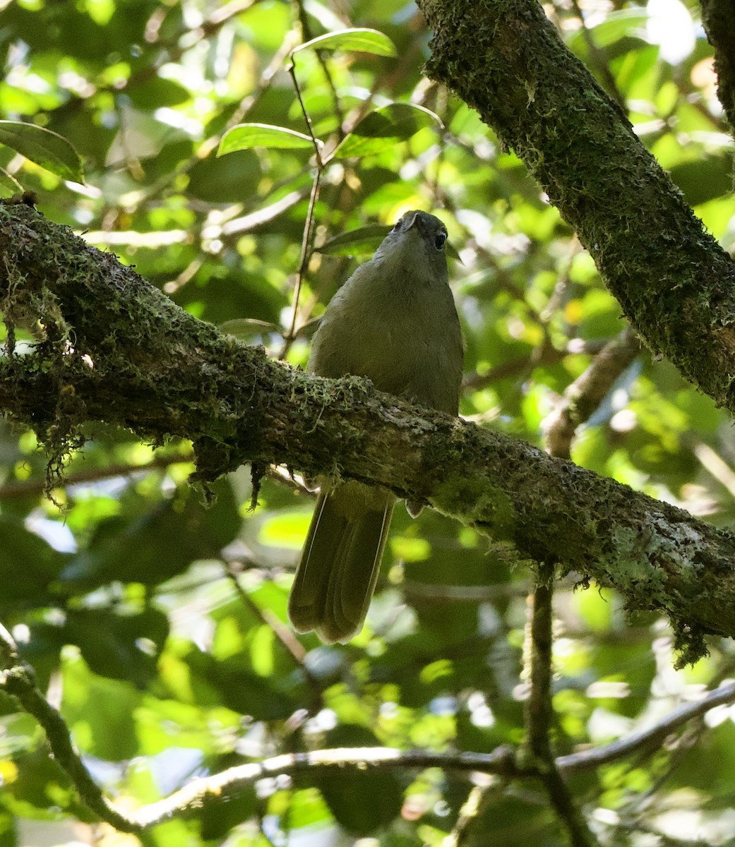 Bulbul de las Masuku - ML621874642