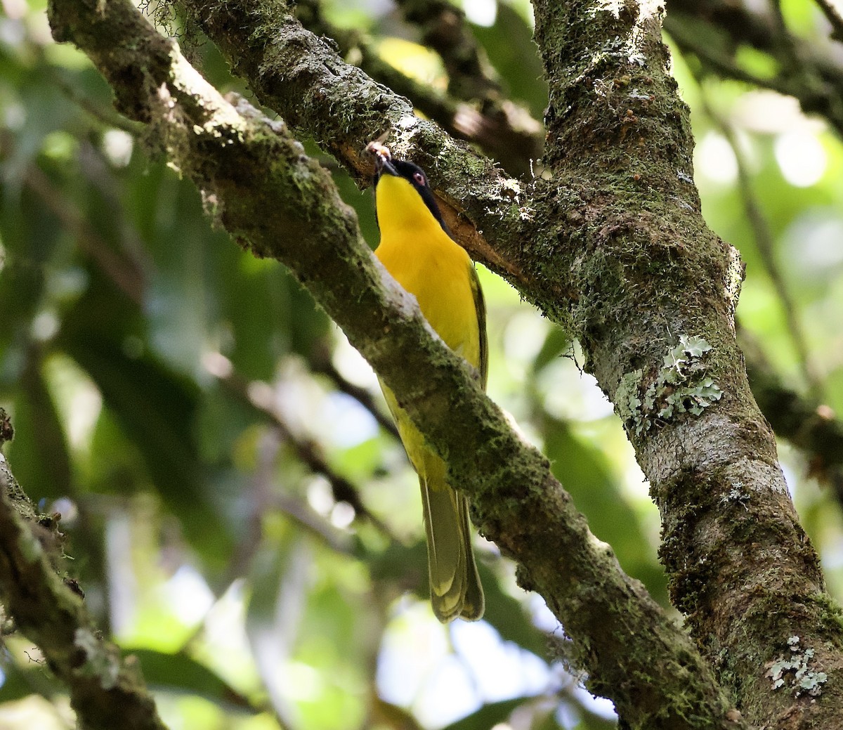 Black-fronted Bushshrike - ML621874652