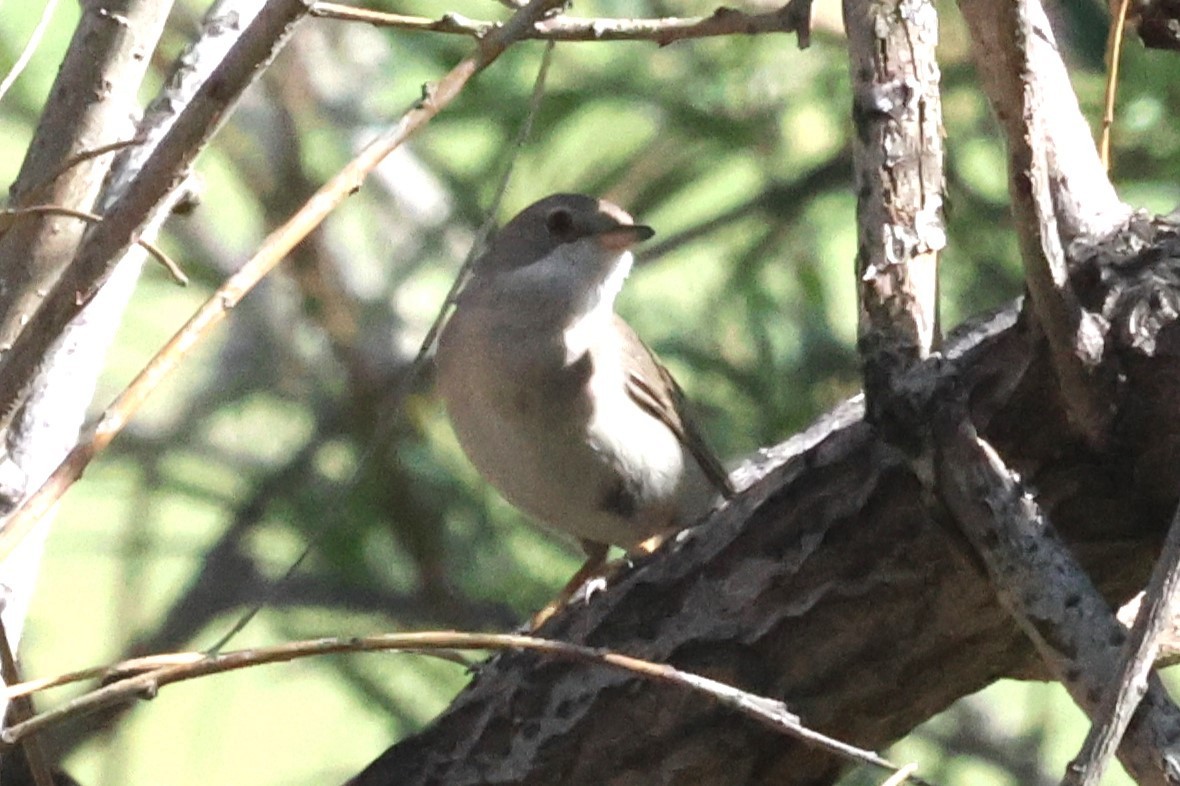 Greater Whitethroat - ML621874665