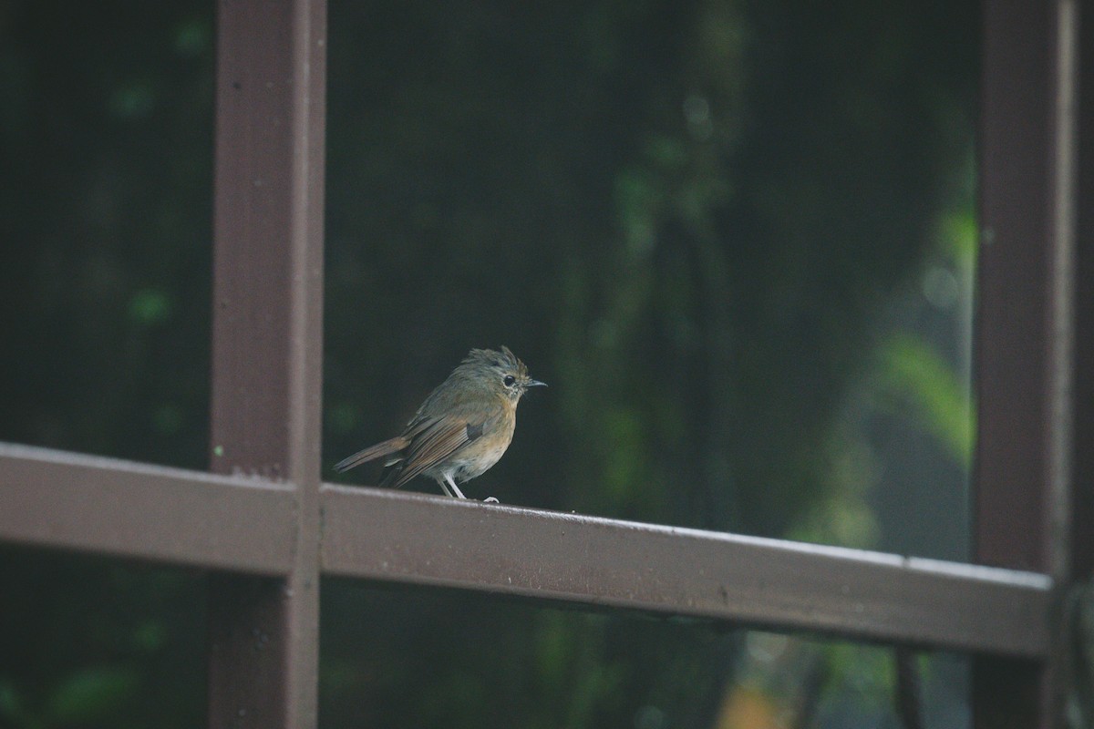 Snowy-browed Flycatcher - ML621874670