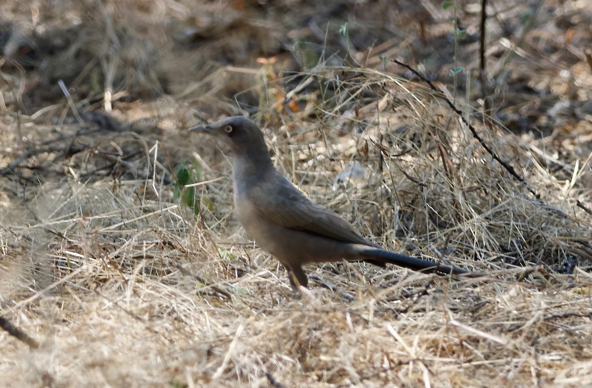 Ashy Starling - ML621874677