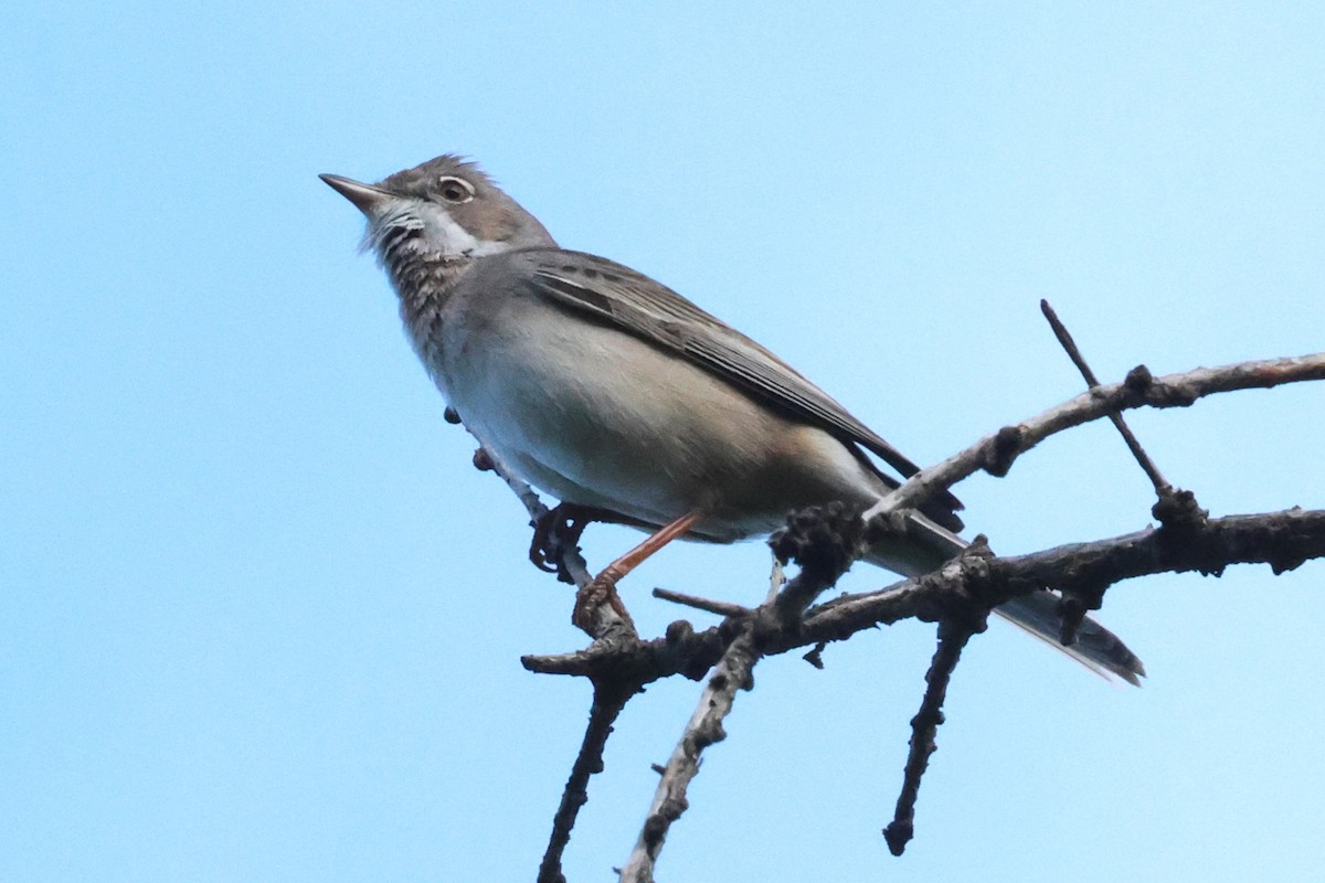 Greater Whitethroat - Mei-Luan Wang