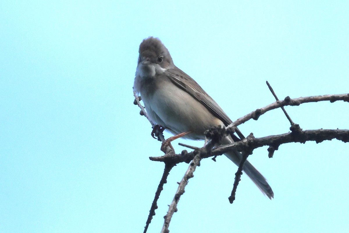 Greater Whitethroat - ML621874685