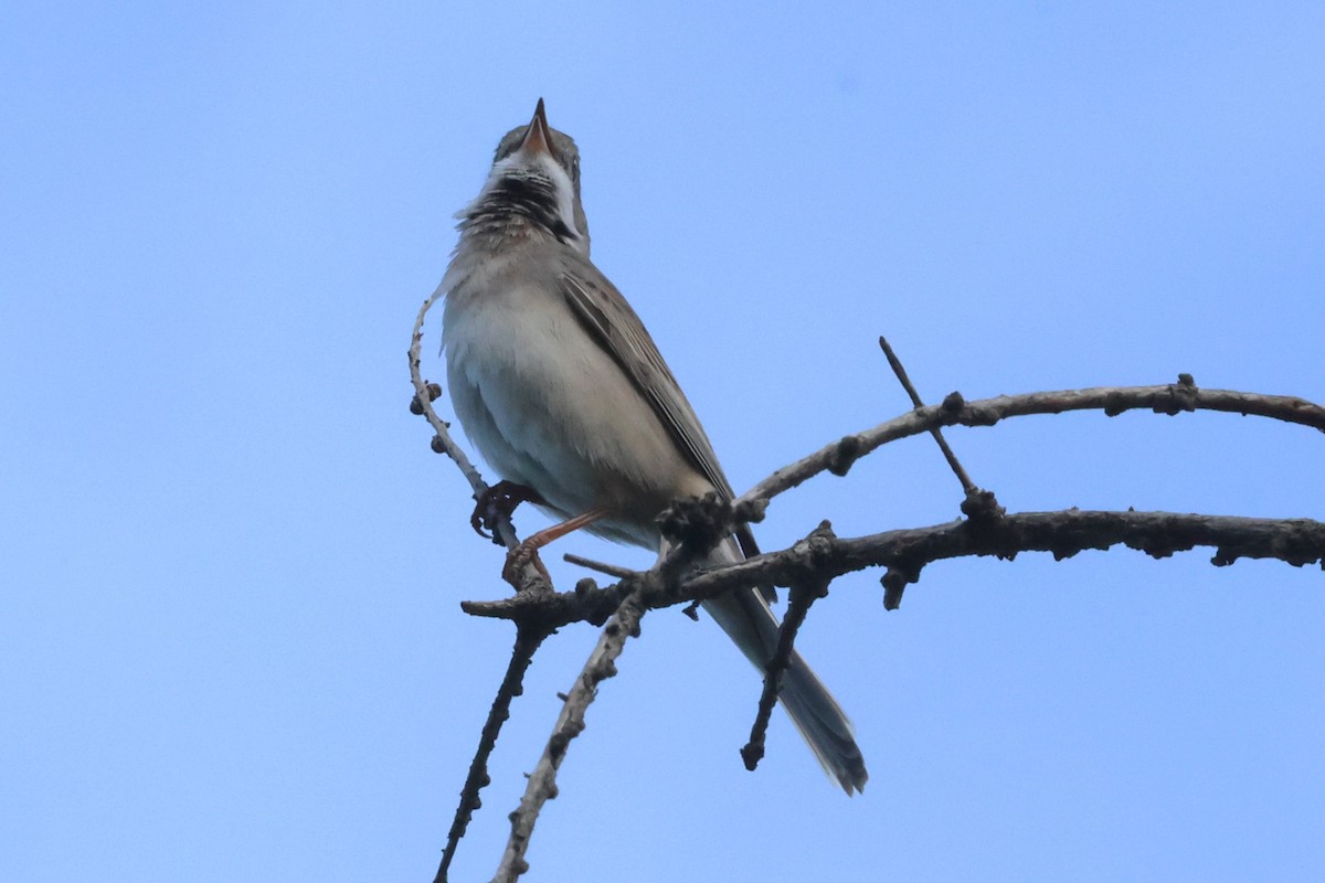 Greater Whitethroat - ML621874687