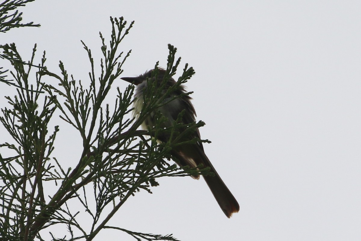 Great Crested Flycatcher - ML621874692