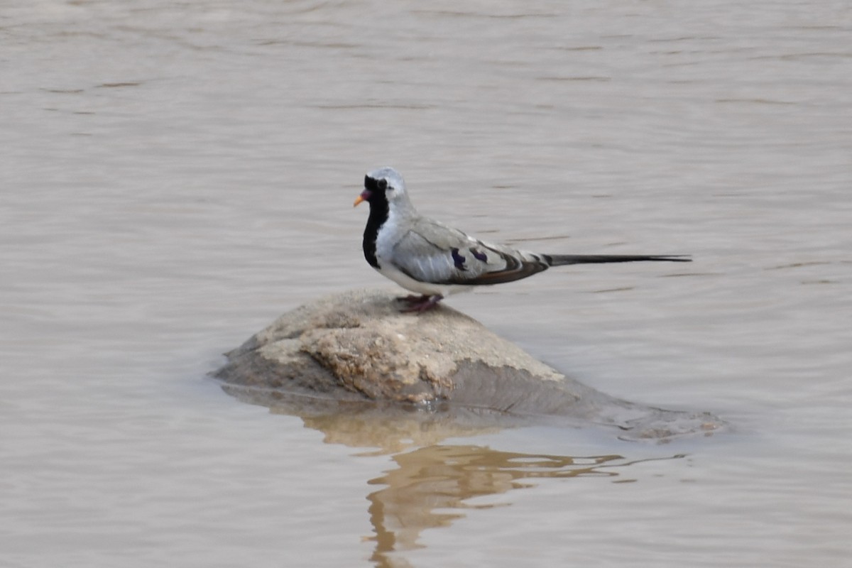 Namaqua Dove - ML621874722