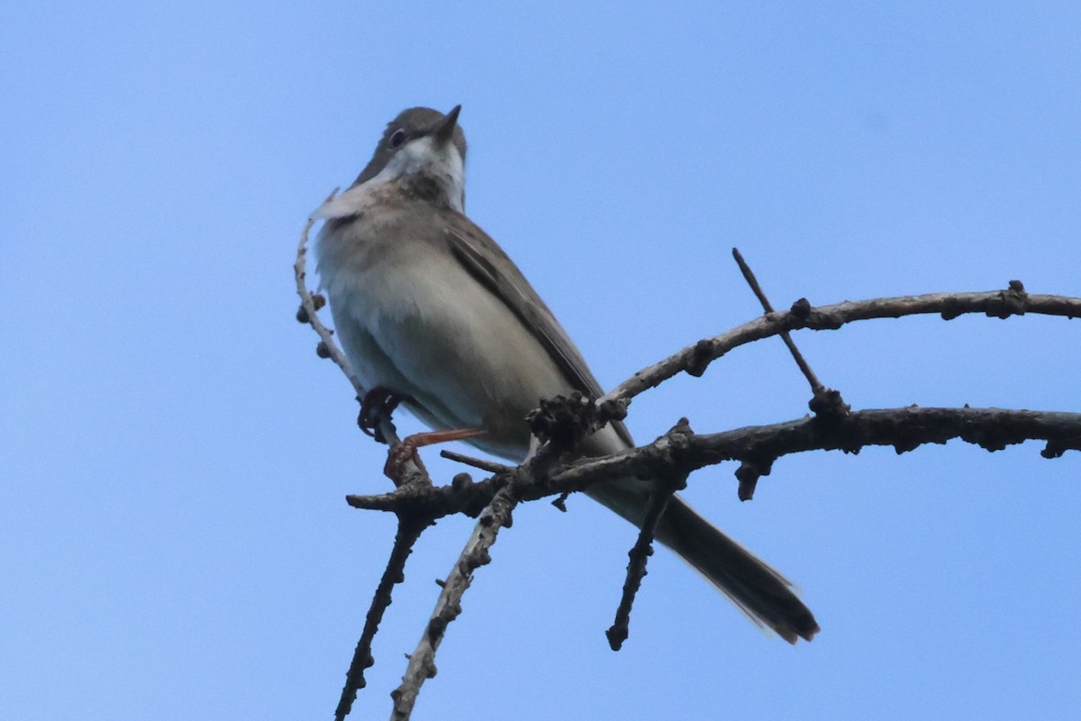 Greater Whitethroat - ML621874748