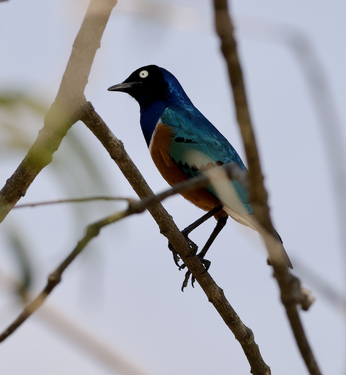 Superb Starling - ML621874757