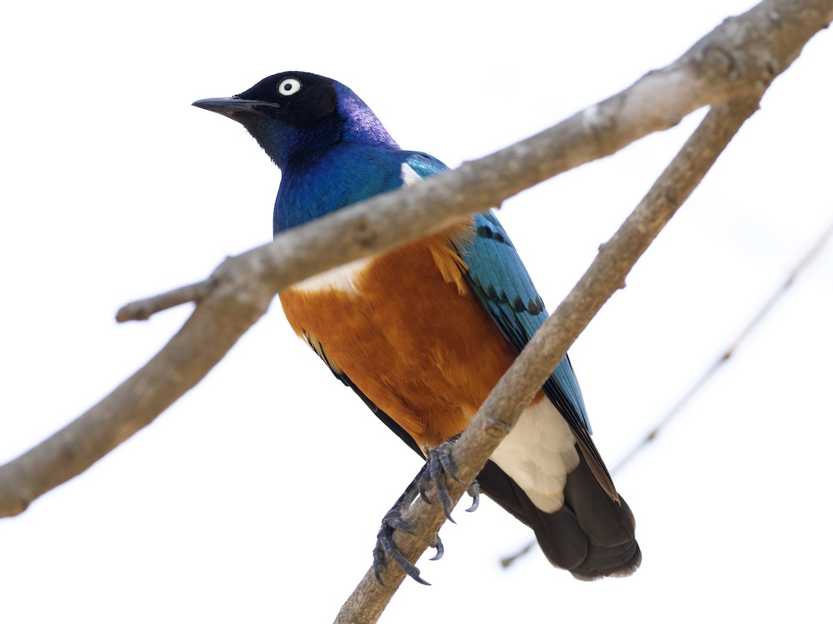 Superb Starling - ML621874758