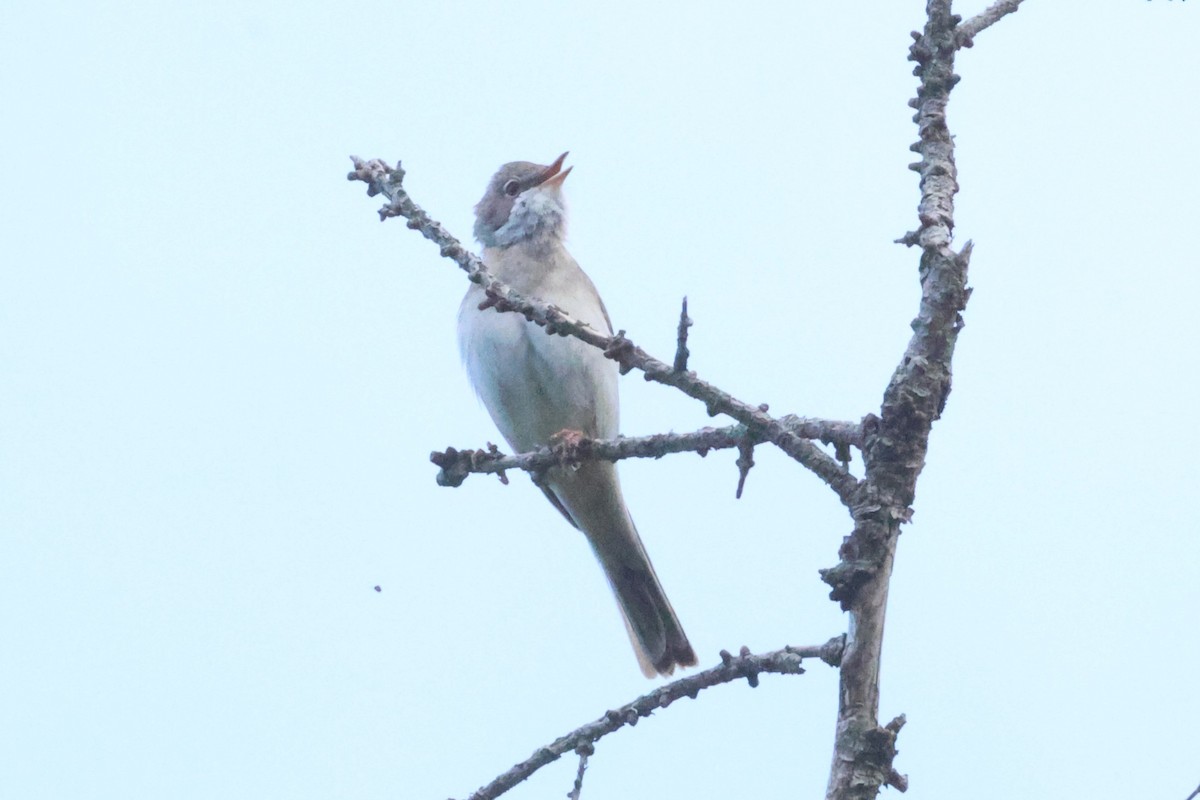 Greater Whitethroat - ML621874788