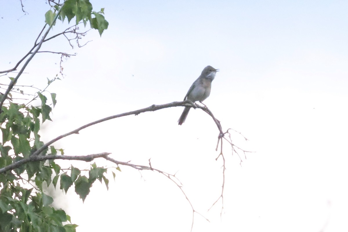 Greater Whitethroat - ML621874789