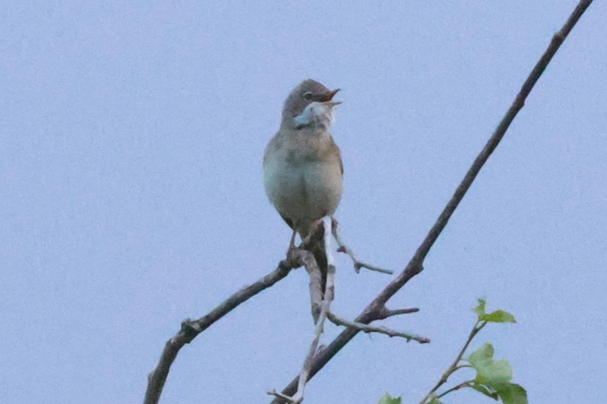 Greater Whitethroat - ML621874790