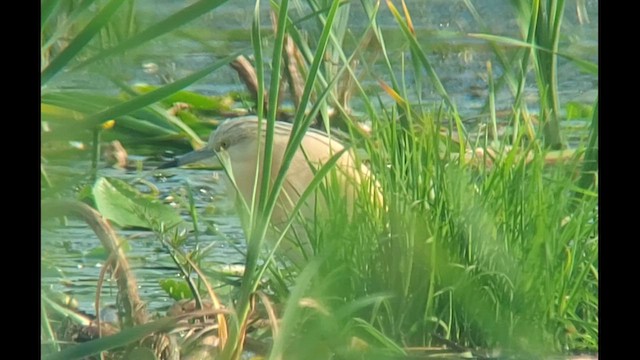 Squacco Heron - ML621874809