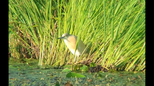 Squacco Heron - ML621874812