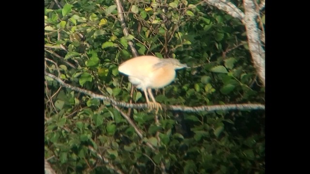 Squacco Heron - ML621874814