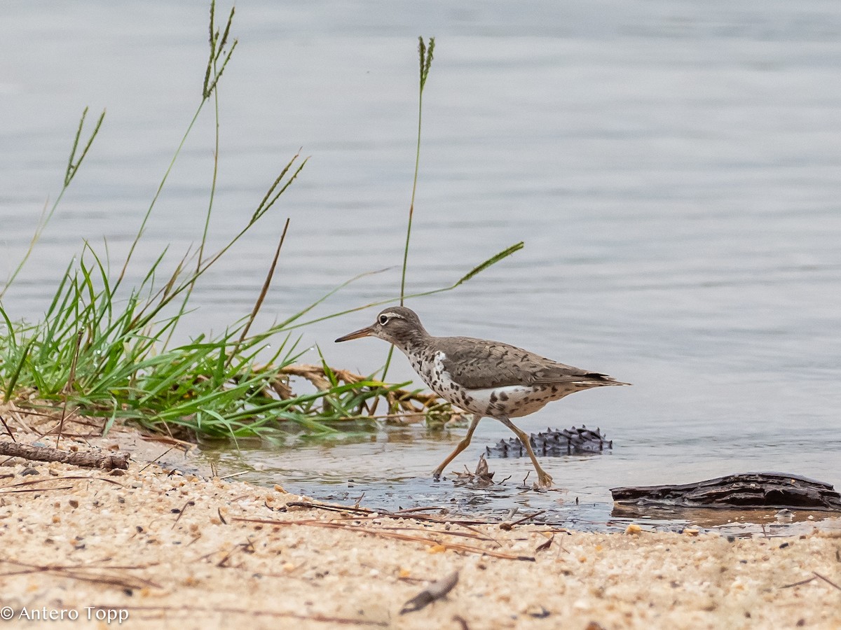 Spotted Sandpiper - ML621874828
