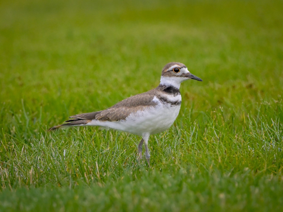 Killdeer - ML621874829