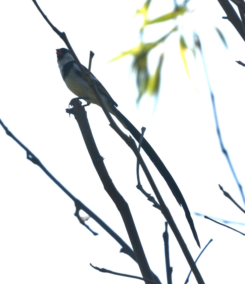 Pin-tailed Whydah - Jim Margitan