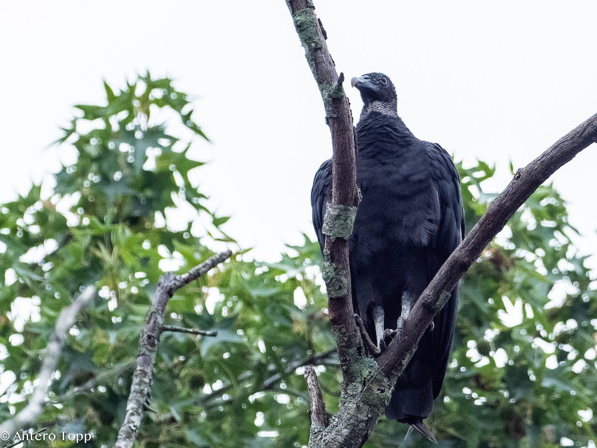 Black Vulture - ML621874845