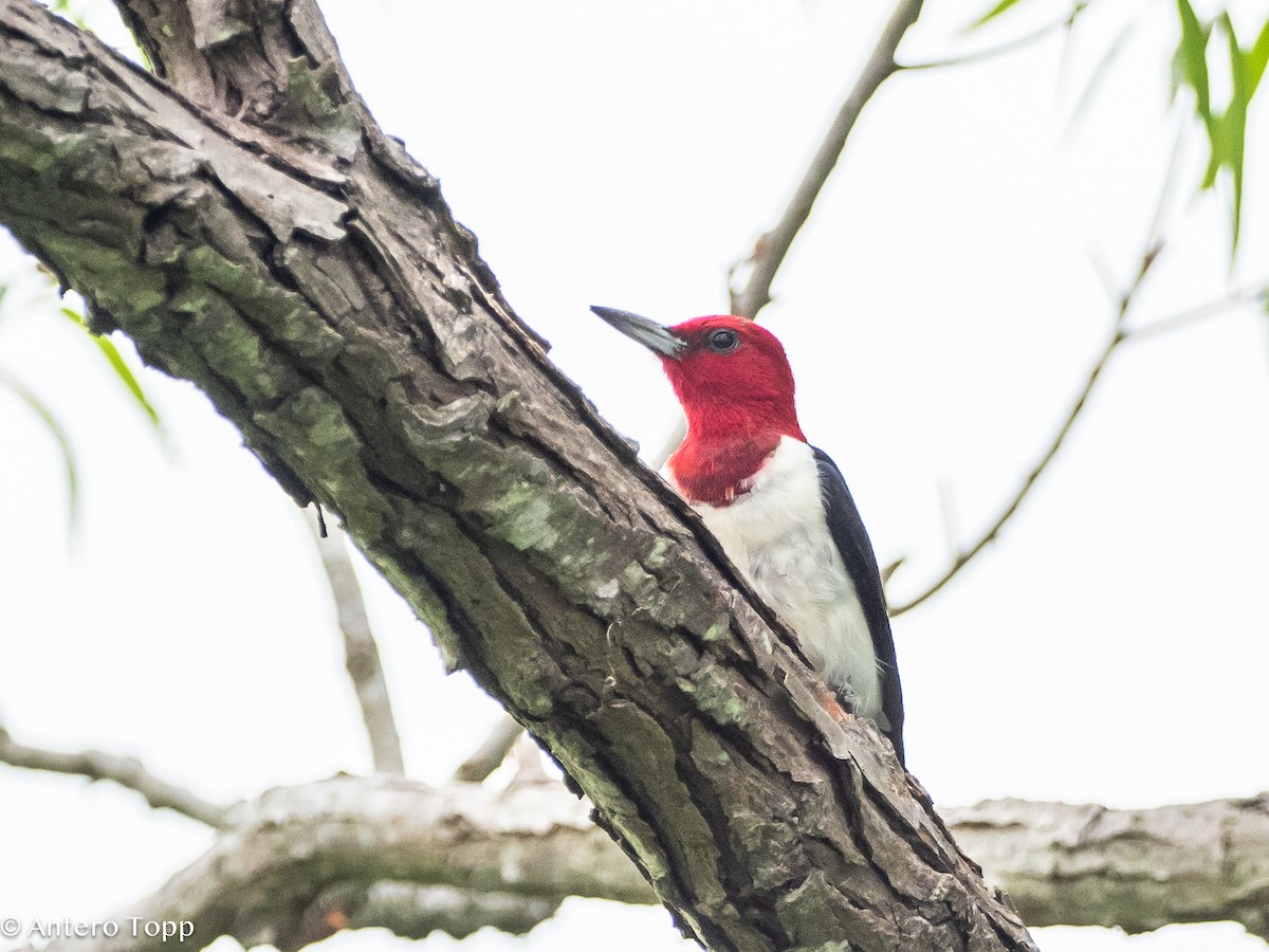 Red-headed Woodpecker - ML621874851