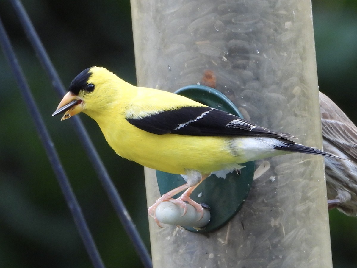 American Goldfinch - ML621874881