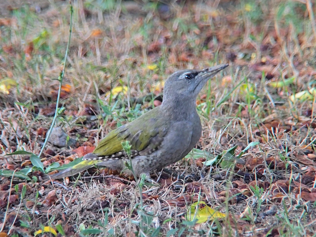 Gray-headed Woodpecker - ML621874930